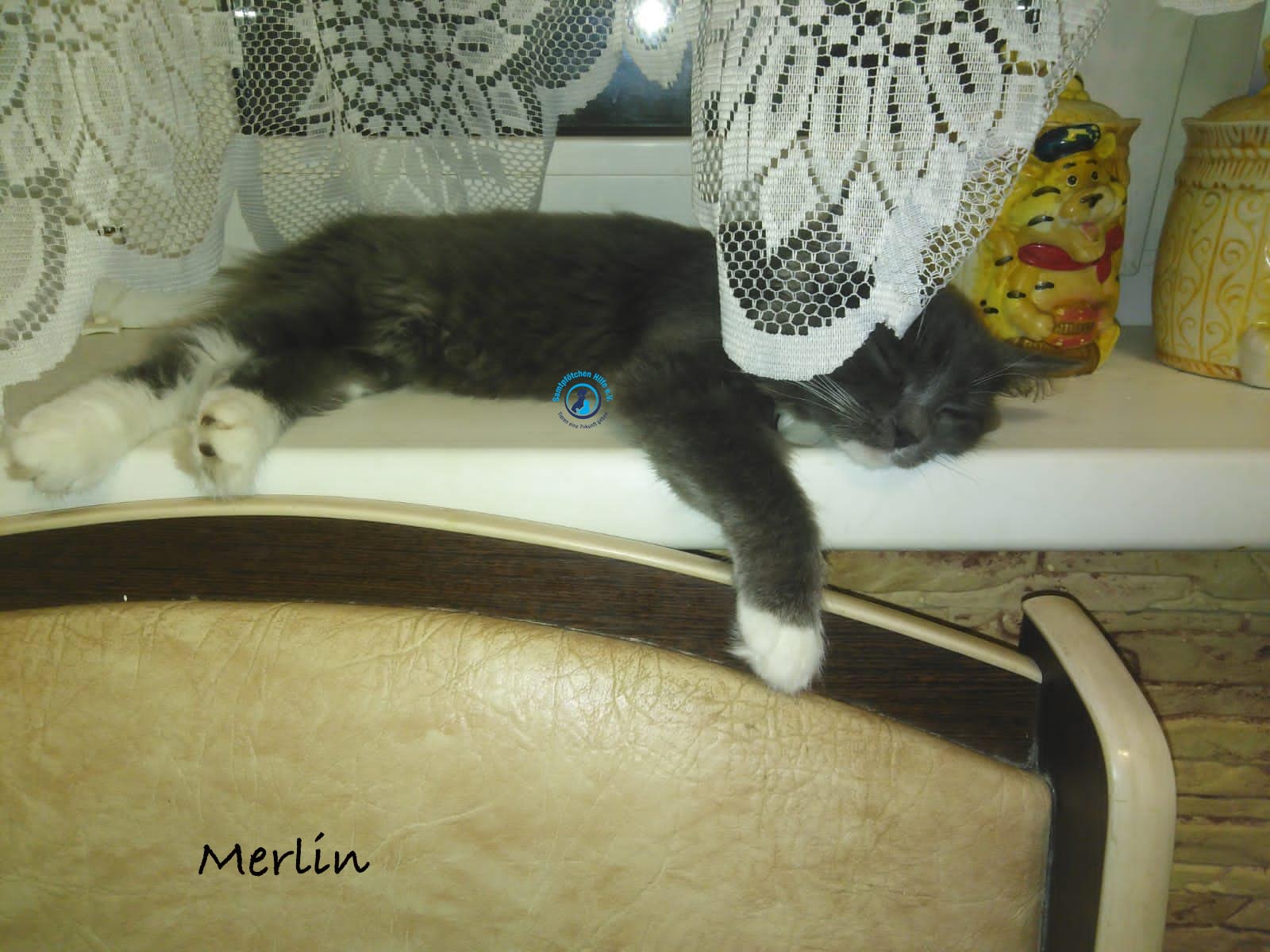Olga/Katzen/Merlin/Merlin_Zuhause02 Kopie.jpg